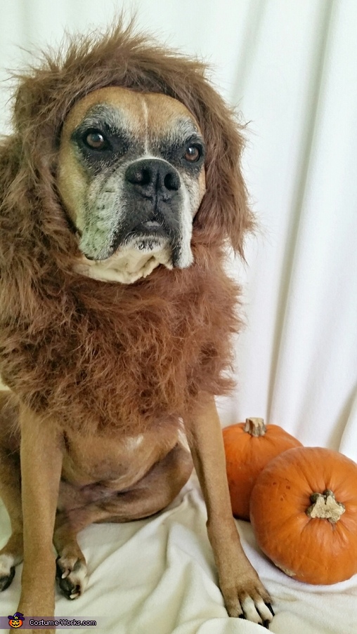 Lion Dog's Halloween Costume Original Halloween Costumes