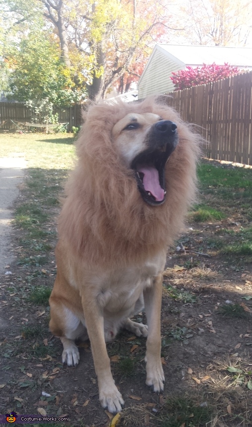 Lion Dog Costume
