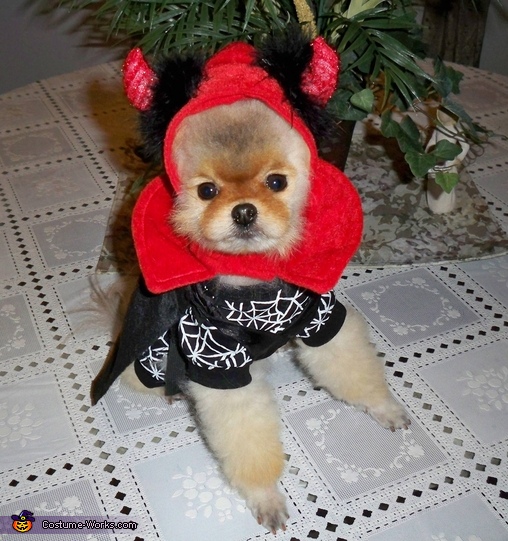 Little Devil Dog Costume