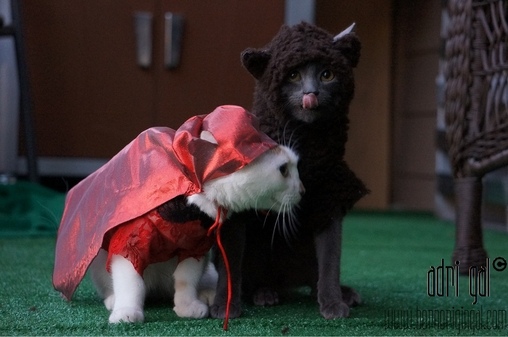 Little Red Riding Hood and the Big Bad Wolf Costume