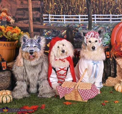 Little Red Riding Hood Dogs Costume No Sew Diy Costumes