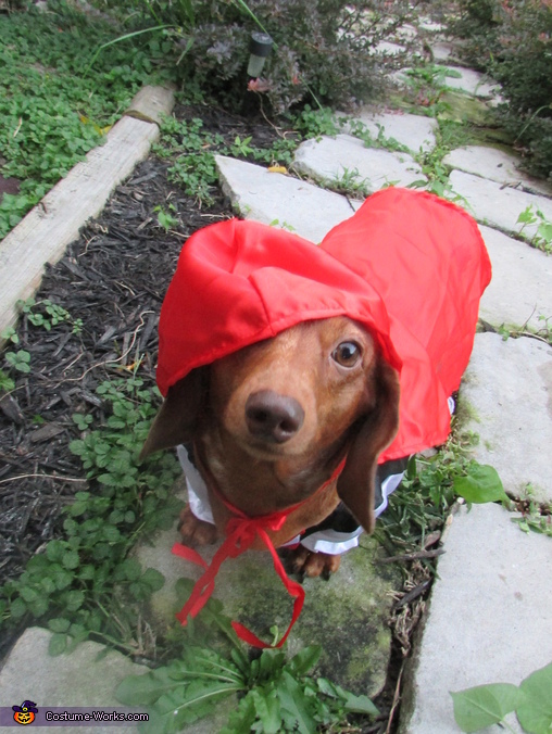 Little Red Riding Hound Costume