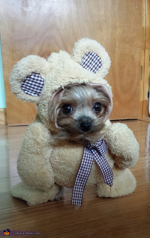 little teddy bear dog
