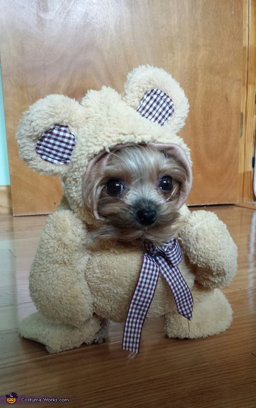 Dog in shop teddy bear suit