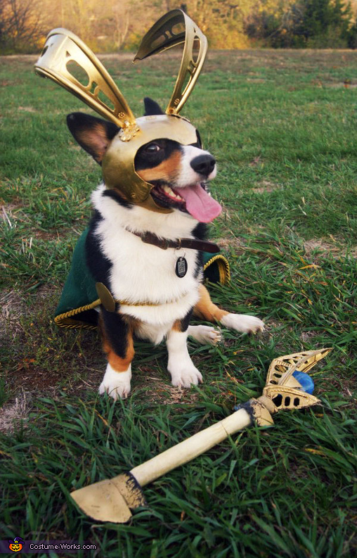 The Avengers Loki Dog Costume