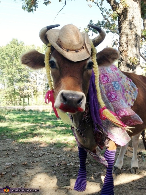 Steer dressed up like a Cowgirl! Costume