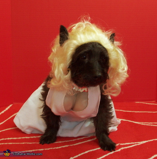 Marilyn Monroe Dog Costume