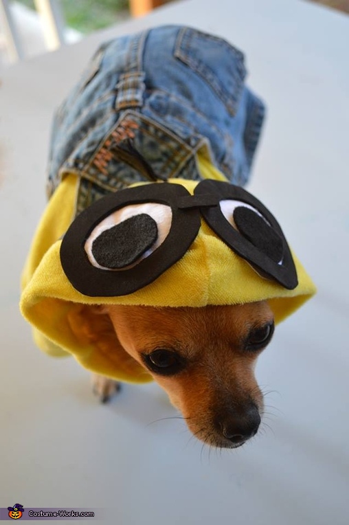 Dog in shop minion costume