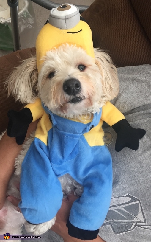 Minion Dog Costume