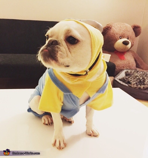 Cute french shop bulldog costumes