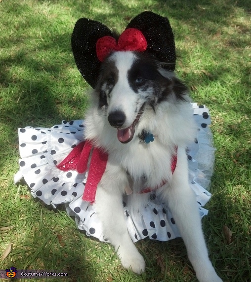 Minnie Mouse Dog Costume