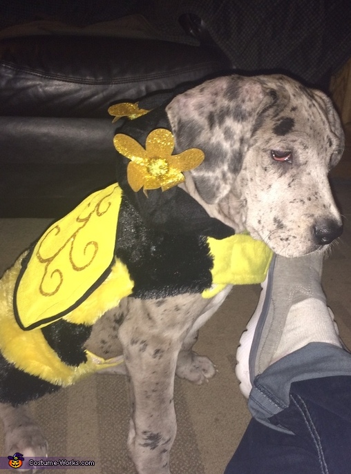 Molly the Bee Costume