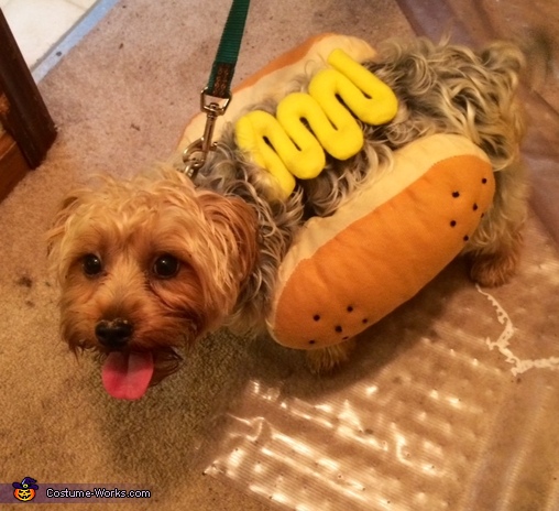 Mustard Dog Costume
