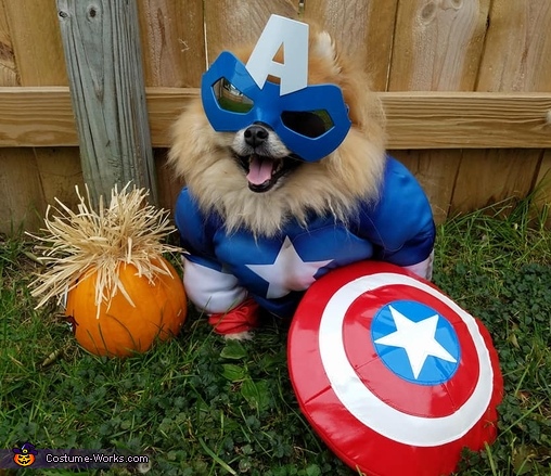 Captain America Dog Costume