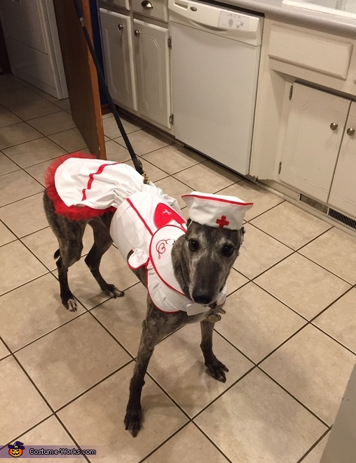 Nurse Dog Costume