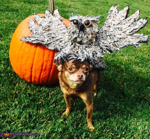 Owl Dog Costume