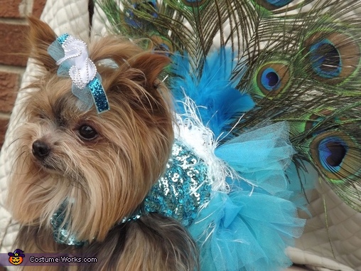 Peacock Dog Costume