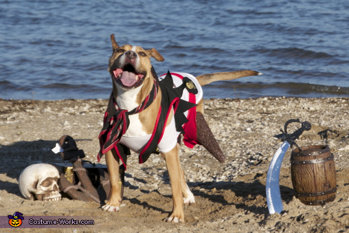 Dog Halloween Costume - Lady Pirate