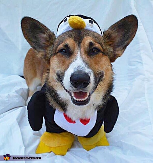 Penguin Dog's Costume