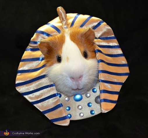 Pharaoh Pig Costume