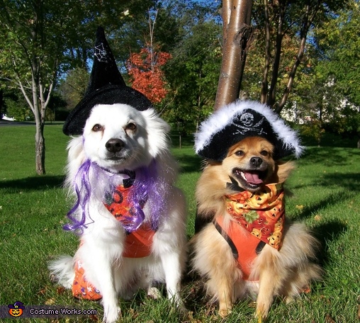 Pirate and Witch Dogs Costume | DIY Costumes Under $65