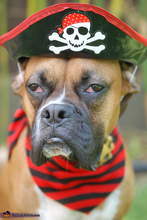 Affordable Halloween Costumes - Dog dressed as a Pirate - Costume Works