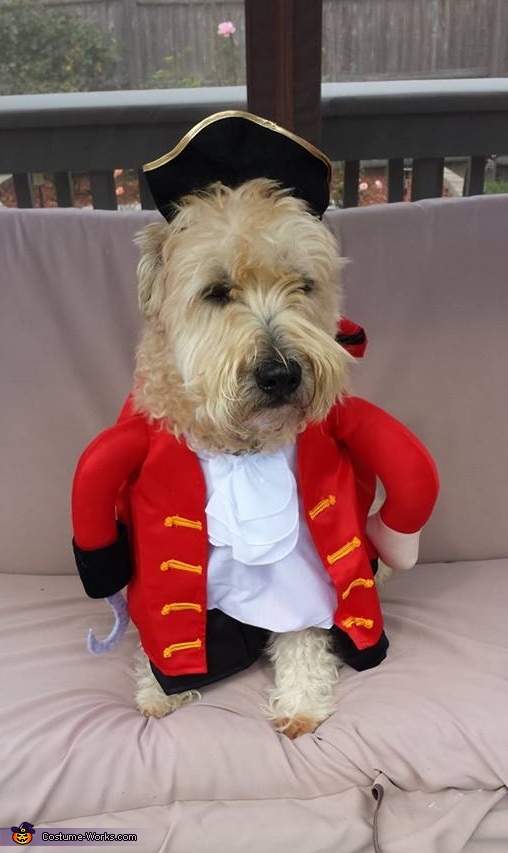 Pirate Dog Costume | Affordable Halloween Costumes