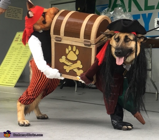 Pirate Thieves (Thief!) Dog Costume Costume