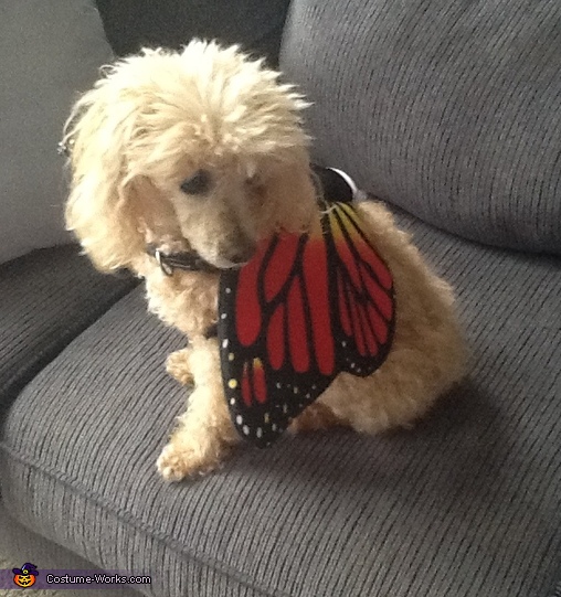 Poodle Butterfly Costume