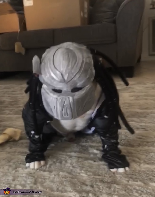 Predator Dog Costume