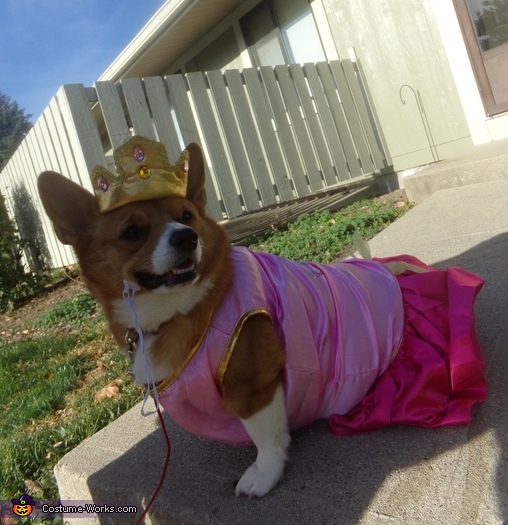 corgi in costume