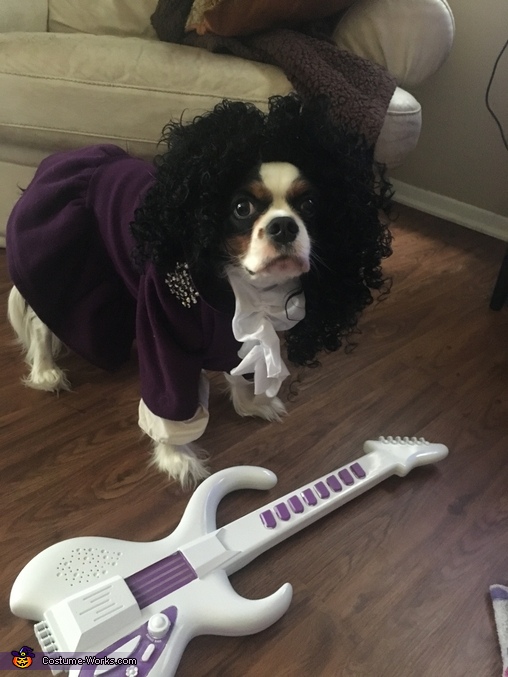 Prince Dog Costume