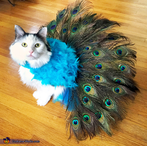 Proud Peacock Cat Costume