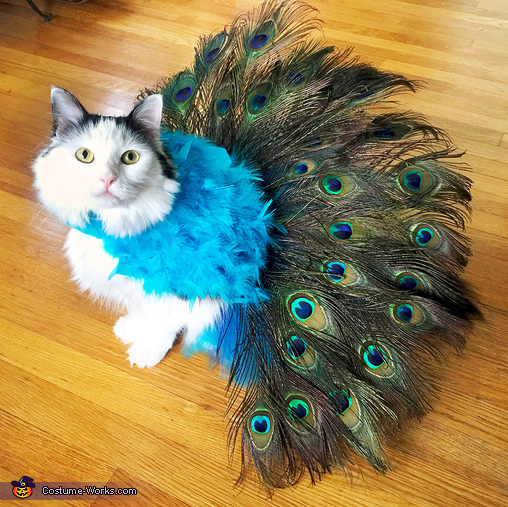 peacock feather cat toy