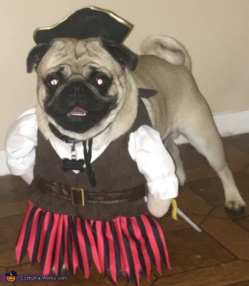 Pug Pirate Costume