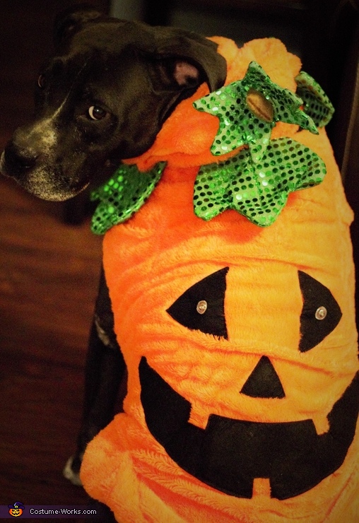 Pumpkin Costume