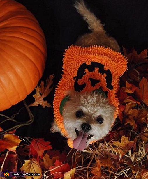 Cutest Pumpkin Dog Costume