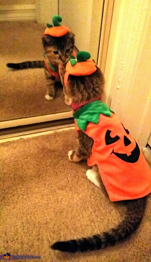 Pumpkin Kitten Costume