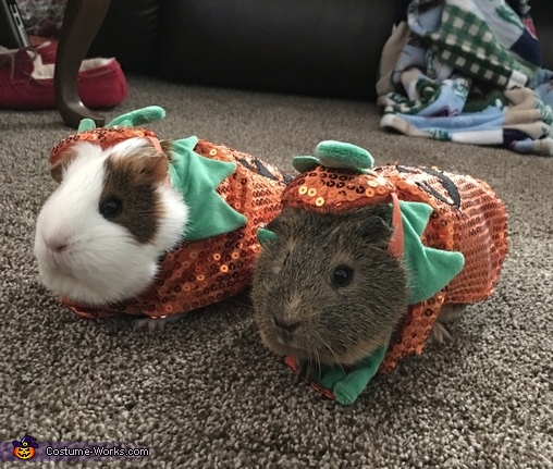 Pumpkin Piggies Costume