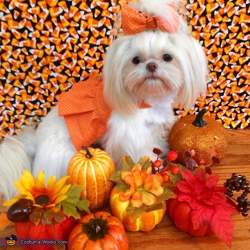 Pumpkin Princess Costume