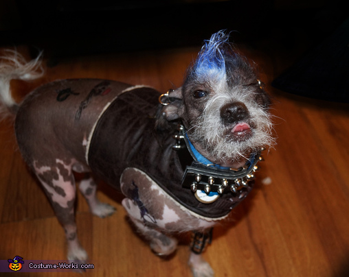 Punk Dog Costume