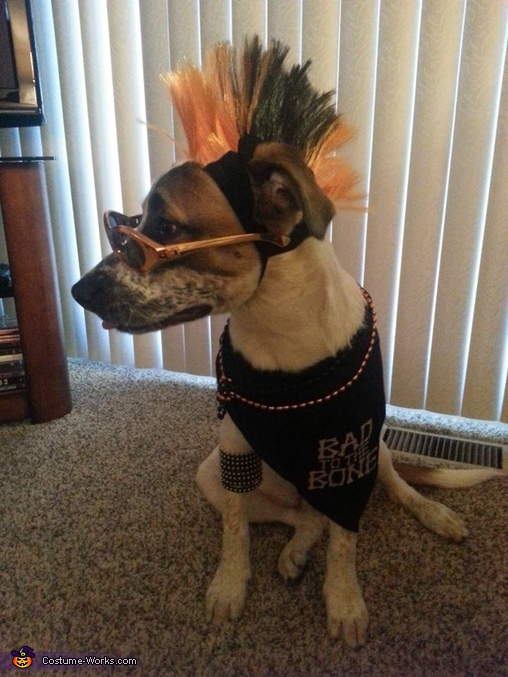 Punk Rocker Dog Costume