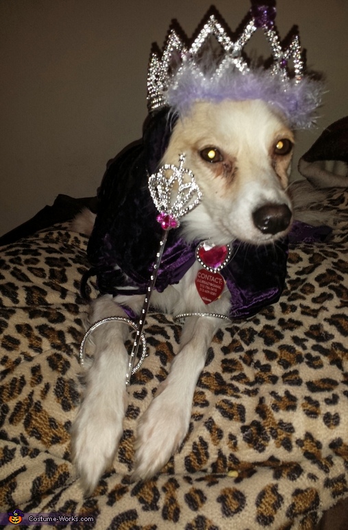 Queen Dog Costume