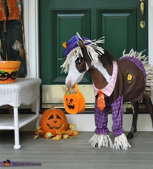 Tiny Horses in Costume