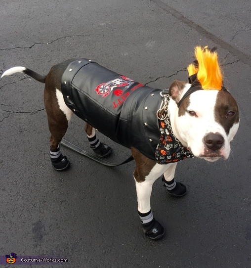 biker dog costume