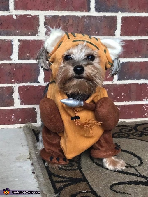Sadie the Ewok Costume