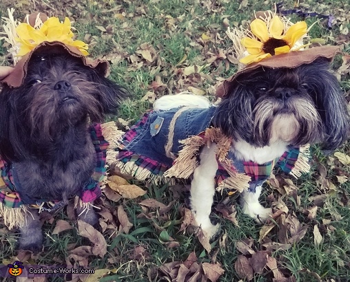 Scarecrows Dogs Costume | DIY Costumes Under $35 - Photo 3/6