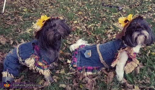 Scarecrows Dogs Costume | DIY Costumes Under $35 - Photo 5/6