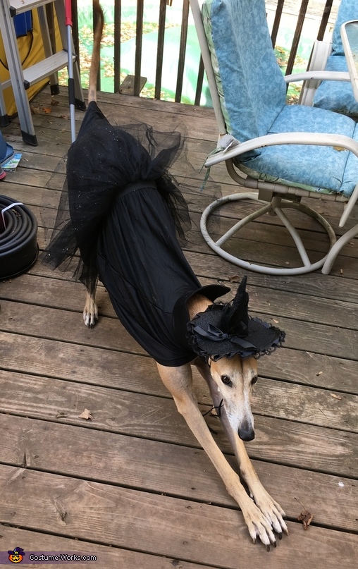 Cupcake's Scary Witch Costume