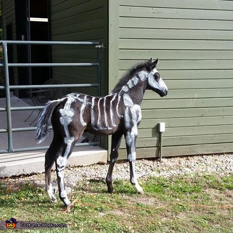 Skeleton Horse Costume